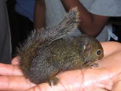 Microsciurus flaviventer