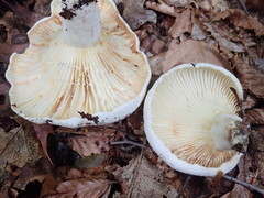 Lactifluus subvellereus