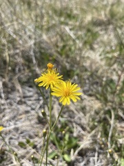Crepis runcinata