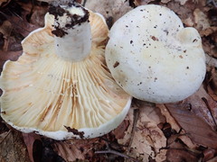 Lactifluus subvellereus