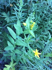Hypericum ascyron pyramidatum