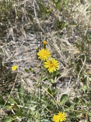Crepis runcinata