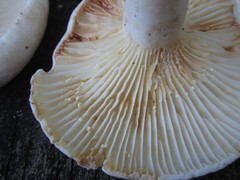 Lactifluus subvellereus
