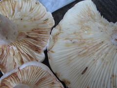Lactifluus subvellereus