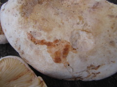 Lactifluus subvellereus