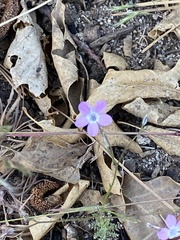 Gilia leptantha purpusii