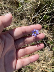 Sisyrinchium halophilum
