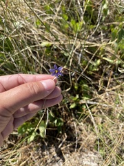 Sisyrinchium halophilum
