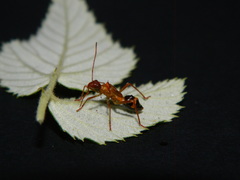 Hyalymenus longispinus