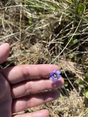 Sisyrinchium halophilum