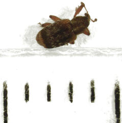 Peristoreus flavitarsis