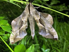 Phyllosphingia dissimilis