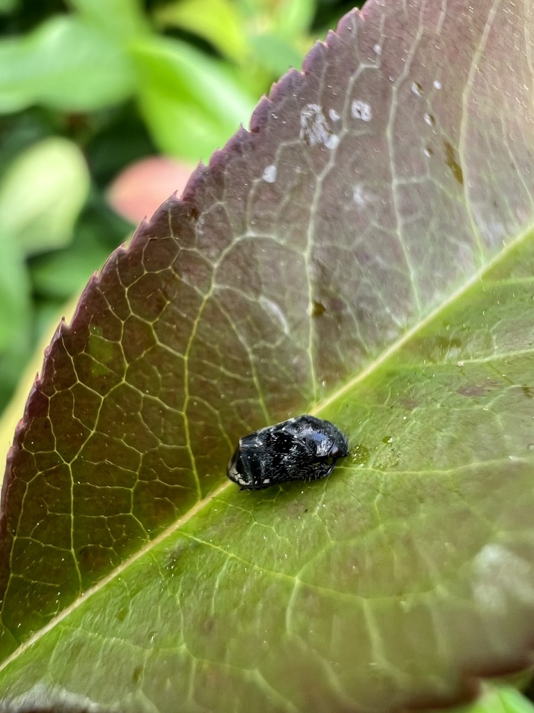 Penthimia nitida