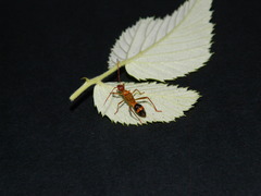 Hyalymenus longispinus