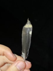 Spilornis cheela