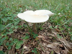 Melanoleuca alboflavida