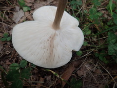 Melanoleuca alboflavida