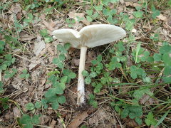 Melanoleuca alboflavida