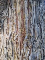 Cupressus × leylandii