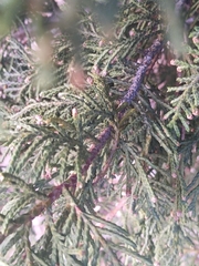 Cupressus × leylandii