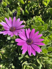Dimorphotheca jucunda