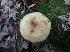 Russula pulverulenta