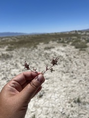 Micromonolepis pusilla