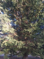 Cupressus × leylandii