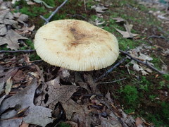 Russula pulverulenta