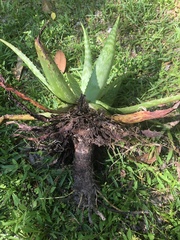 Aloe × commutata