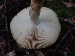 Russula pulverulenta
