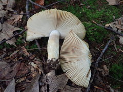 Russula pulverulenta