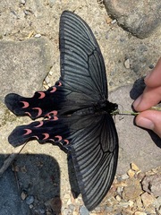 Papilio elwesi