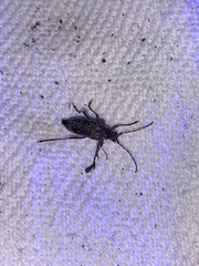 Anthophylax attenuatus