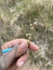 Fimbristylis thermalis