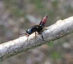 Hesperus apicialis