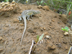 Sceloporus bicanthalis