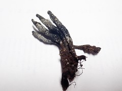 Xylaria cornu-damae