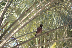 Acridotheres tristis