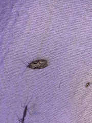 Semioscopis packardella