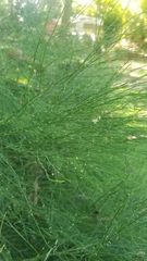 Asparagus plocamoides
