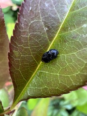 Penthimia nitida