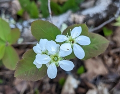 Amelanchier bartramiana
