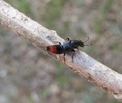 Hesperus apicialis