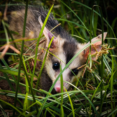 Didelphis albiventris