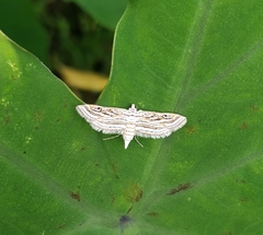 Parapoynx fluctuosalis