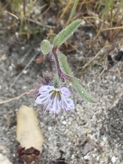 Phacelia mohavensis