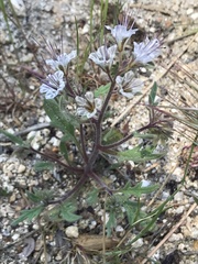 Phacelia mohavensis