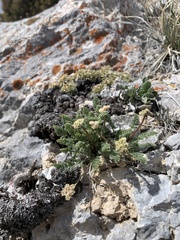 Cymopterus nivalis