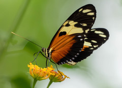 Heliconius hecale